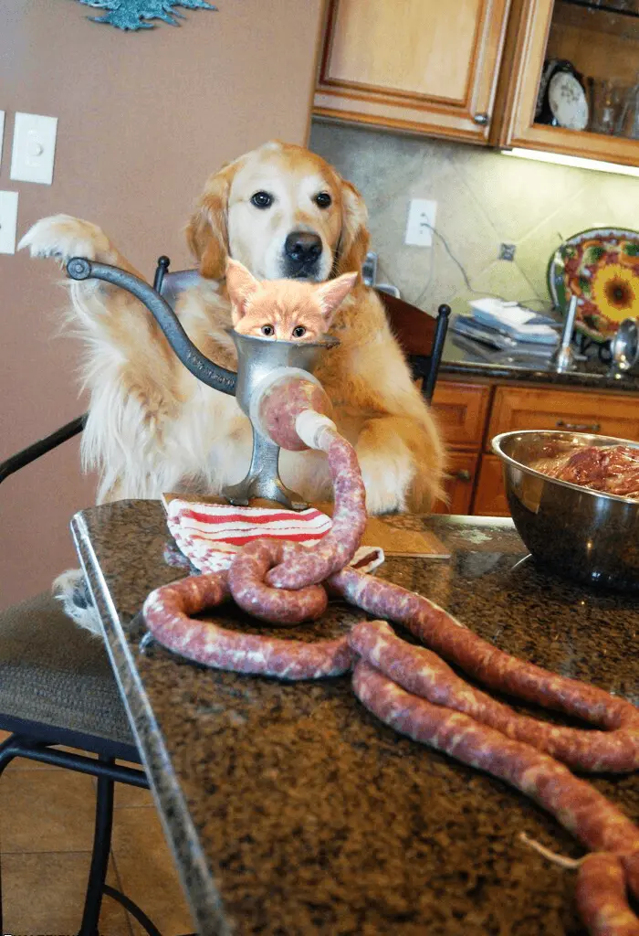 Cursed doggo Cursed doggo